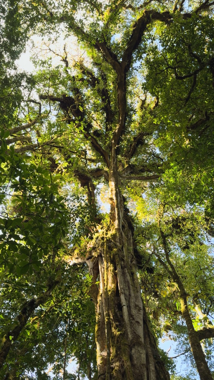 Cloud Forest Reserve